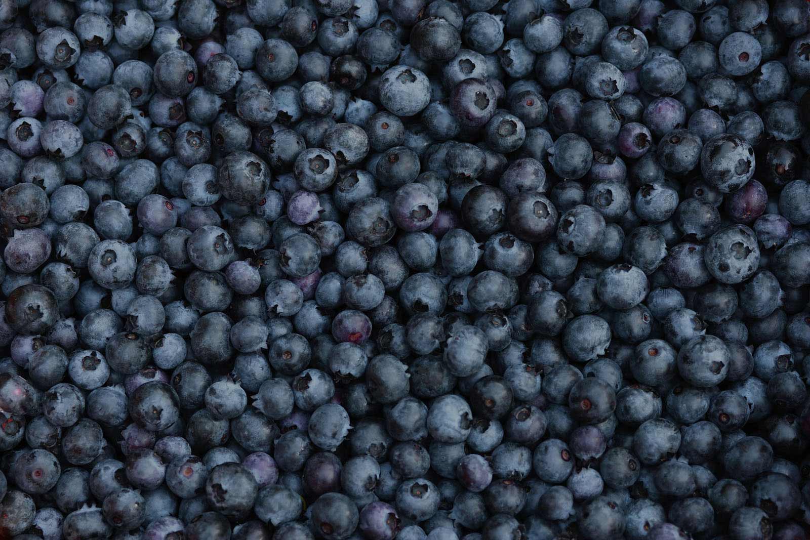 Sno Pac Organic Bluberries